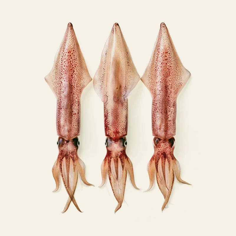Кальмар лолиго, Неразделанный, 8–11 см