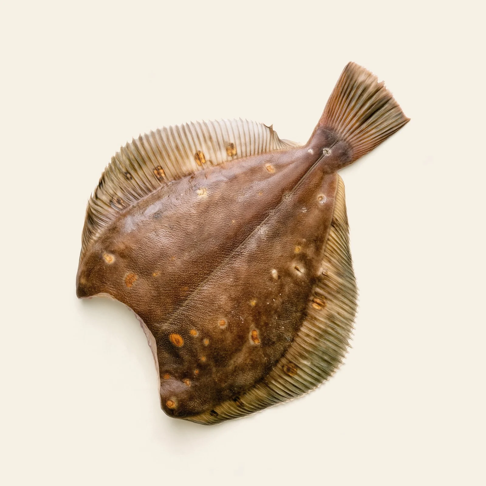 Камбала атлантическая